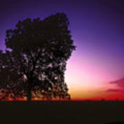 Cottonwood On The Prairie At Sunset Poster