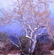 Cottonwood Tree Poster
