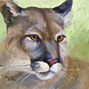 Cougar 2 Poster