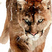 Cougar In The Snow Poster