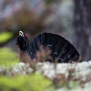 Courting Woodgrouse Entering From Behind The Edge Poster