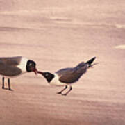 Courtship Dance Of The Laughing Gull Poster