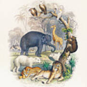 Cover Of A History Of The Earth And Animated Nature Poster