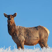 Cow Elk Frost And Blue Sky Poster