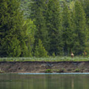 Cow Elk On The Riverbank Poster