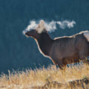 Cow Elk With Steamy Breath Poster