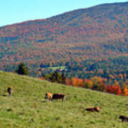 Cows Enjoying Vermont Autumn Poster