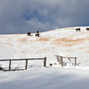 Cows In Snow Pasture Poster