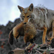 Coyote Catch Poster