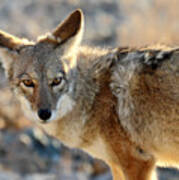 Coyote In Death Valley National Park Poster