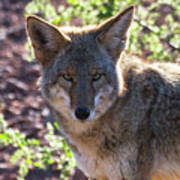 Coyote Stare Poster