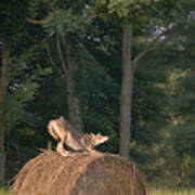 Coyote Stretching On Hay Bale Poster
