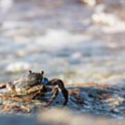Crab Looking For Food Poster