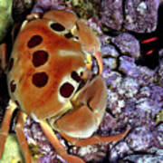 Crab On Purple Coral Poster