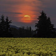 Crepuscular Tulips Poster