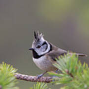 Crested Tit Pine Poster