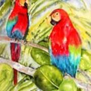 Crimson Macaws Poster