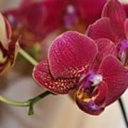 Crimson Orchids Poster
