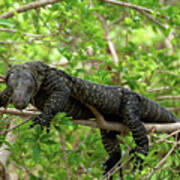 Crocodile Monitor Up In Tree Poster