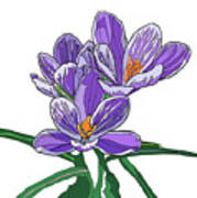 Crocus Poster