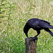 Crow On A Post Poster