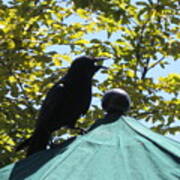 Crow On An Umbrella With Food Poster