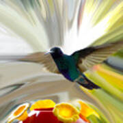 Cuenca Hummingbird Series 1 Poster