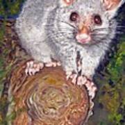 Curious Possum Poster