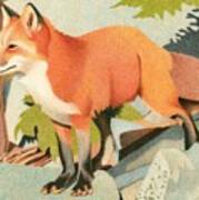 Curious Red Fox Poster