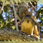 Curious Squirrel 2 Poster