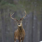 Curious Stag Poster