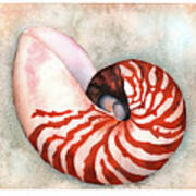 Curled Nautilus Poster