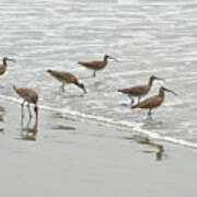 Curlews At The Beach Poster