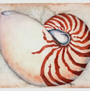 Curving Nautilus Poster