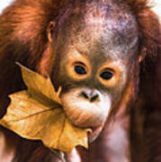 Cute Baby Orangutan Playing. Poster