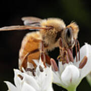 Cute Honey Bee Poster