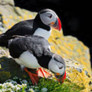 Cute Puffin Couple In Iceland Poster