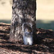 Cute Squirrel Poster