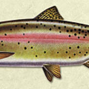Cutthroat Trout Id Poster