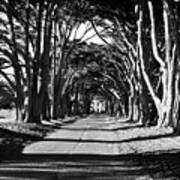 Cypress Tree Tunnel Poster
