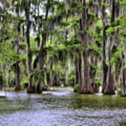 Cypress Trees Swamps Louisiana Poster