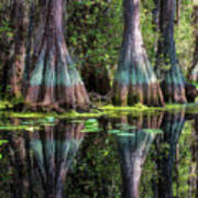 Cypresses Poster