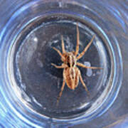 D-a0012 Wolf Spider On Sonoma Mountain Poster