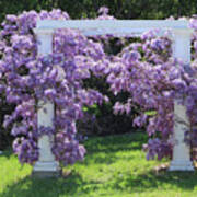 D6b6373 Wisteria In Bloom Poster