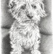 Dachshund Maltese Poster