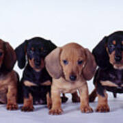 Dachshund Puppies Poster