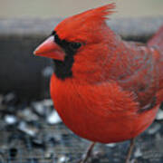 Daddy Cardinal Poster