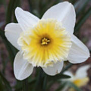 Daffodil At Black Creek Poster