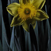 Daffodil By Moonlight Poster