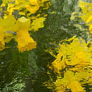 Daffodil Impressions Poster